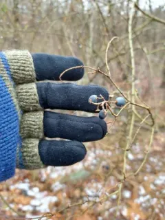 Chinese privet thumbnail 2
