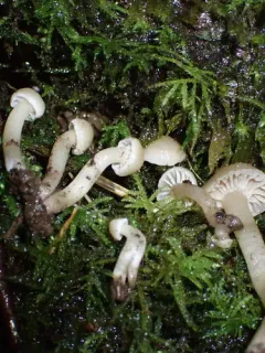 Hodophilus paupertinus thumbnail 4