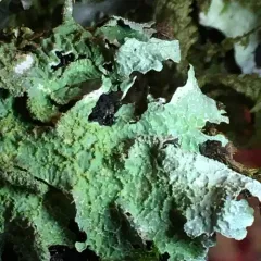Western Shield Lichen thumbnail 1
