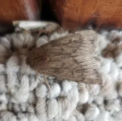 Brown Satyr Moth thumbnail 4