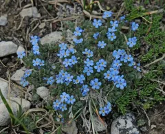 pale alpine forget-me-not thumbnail 2