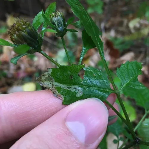 Liriomyza carphephori