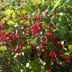 fireberry hawthorn thumbnail 3