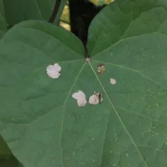 Morning-glory Leafminer Moth thumbnail 3