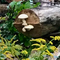 Destructive Pholiota thumbnail 3
