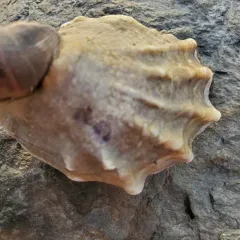 Eastern Oyster thumbnail 3