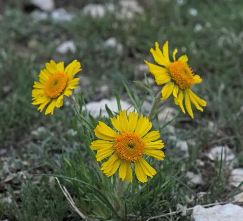 Alpine Sunflower