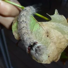 Angel Moth thumbnail 3