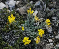 Spatulate Bladderpod thumbnail 1