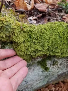 Bright Silk-moss thumbnail 3