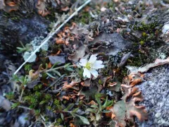 Starwort Mouse-ear thumbnail 3