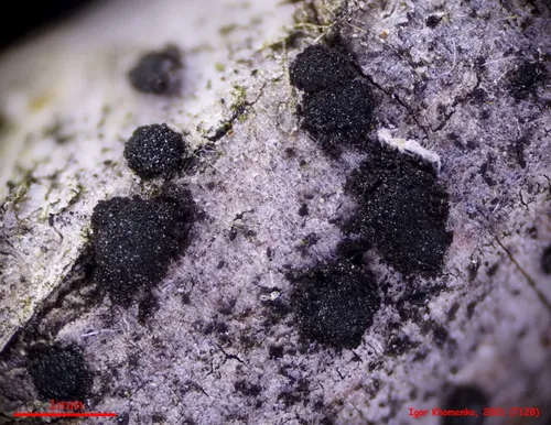 Trimmatostroma salicis