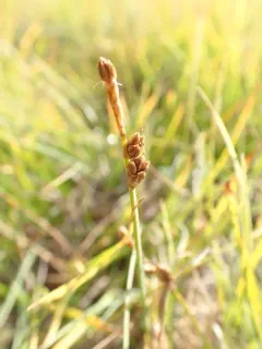 Mackenzie's sedge thumbnail 2