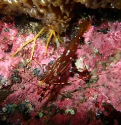 California Spot Prawn thumbnail 4