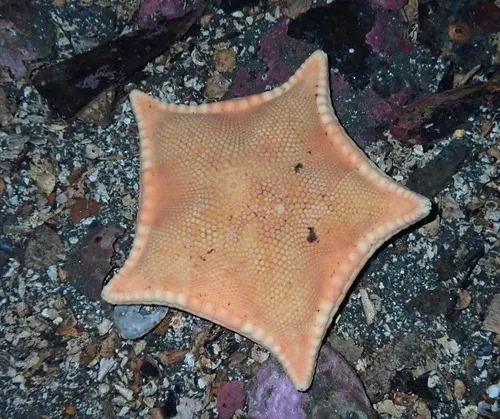 Cookie Star