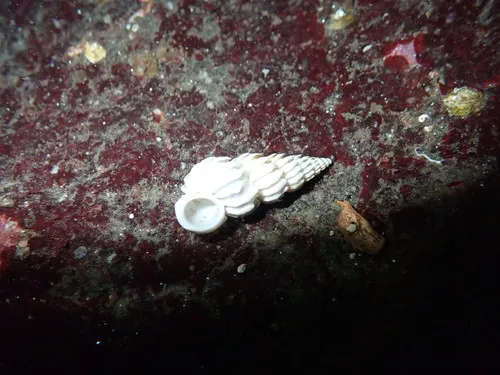 Epitonium sawinae