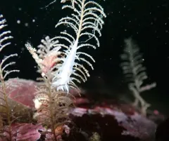 Robillard's Dendronotid thumbnail 2