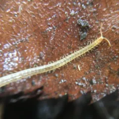 White-Striped Centipede thumbnail 1