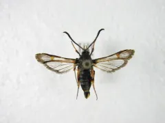 Carmenta mimuli thumbnail 2