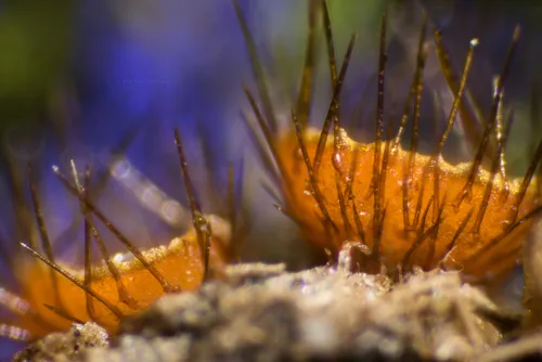 Cheilymenia fimicola