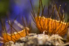Cheilymenia fimicola thumbnail 1