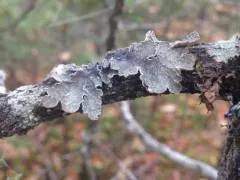 Cryptic Paw Lichen thumbnail 2