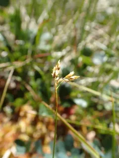 Williams' Sedge thumbnail 3