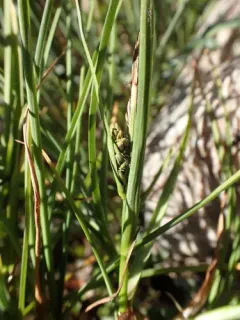 Hoppner's sedge thumbnail 3