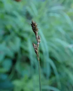 Hare's-foot Sedge thumbnail 2