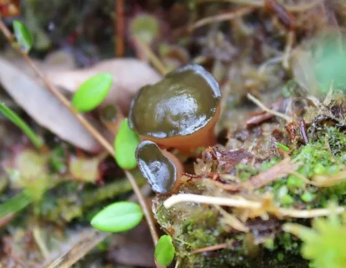 bog jellydisc