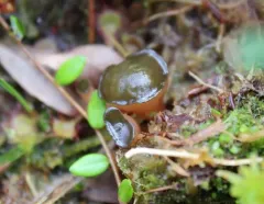bog jellydisc thumbnail 1