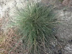 Arctic Tussock Alkali Grass thumbnail 1