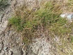 Creeping Alkali Grass thumbnail 3
