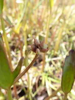 Pallas' Buttercup thumbnail 4