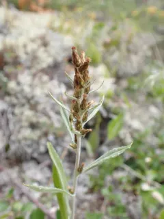 Norwegian Cudweed thumbnail 2