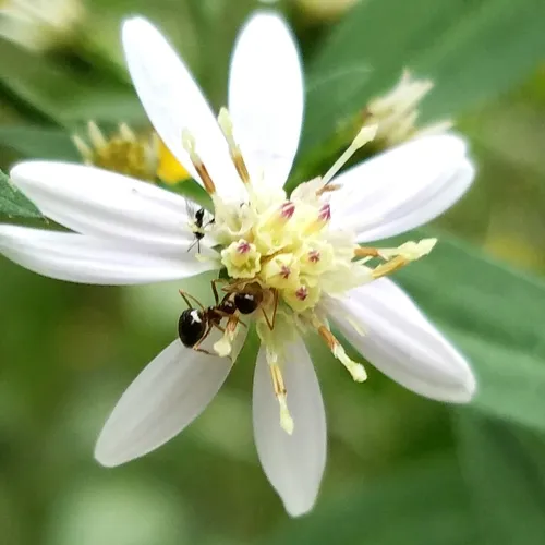 American Winter Ant