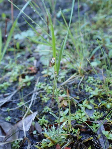 Alpine Cudweed
