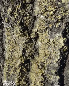 Solitaria chrysophthalma thumbnail 3