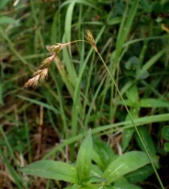 straw sedge thumbnail 4