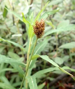 Thickhead sedge thumbnail 2