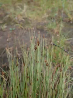 Capitate Sedge thumbnail 3