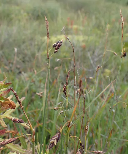 loose-flowered alpine sedge