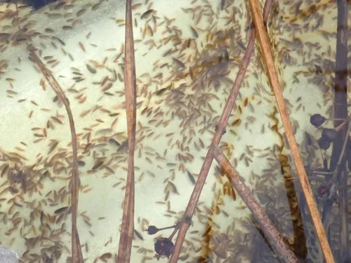 Coastal Swamp Amphipod