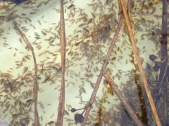 Coastal Swamp Amphipod thumbnail 1