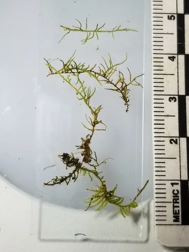 Heterocladiella dimorpha