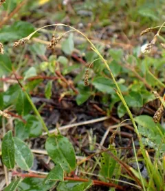 Krause's Sedge thumbnail 3