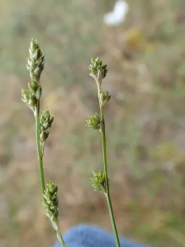 Lapland Sedge