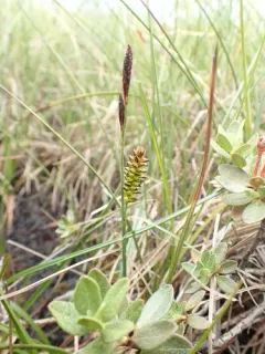Roundfruit Sedge thumbnail 4