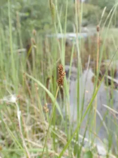 Hudson Bay Sedge thumbnail 2