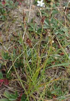 weak arctic sedge thumbnail 3